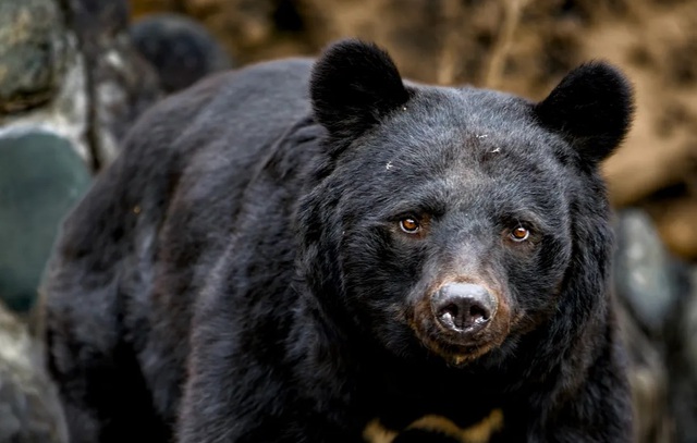 Kinh hoàng người đàn ông 50 tuổi bị gấu tấn công khi đang đi dạo - Ảnh 1.