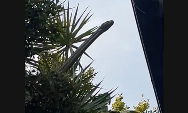 Nhìn lên cây, người phụ nữ bắt gặp cảnh tượng nổi da gà - Ảnh 1.