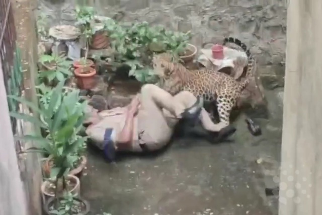 Báo dữ vồ ngã cảnh sát và diễn biến gay cấn phía sau - Ảnh 1.