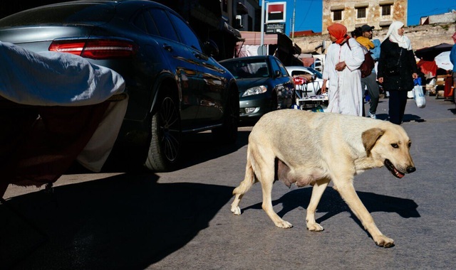 Maroc bị chỉ trích vì giết hàng nghìn con chó vì World Cup - Ảnh 1. Maroc bị chỉ trích vì giết hàng nghìn con chó vì World Cup - Ảnh 1.