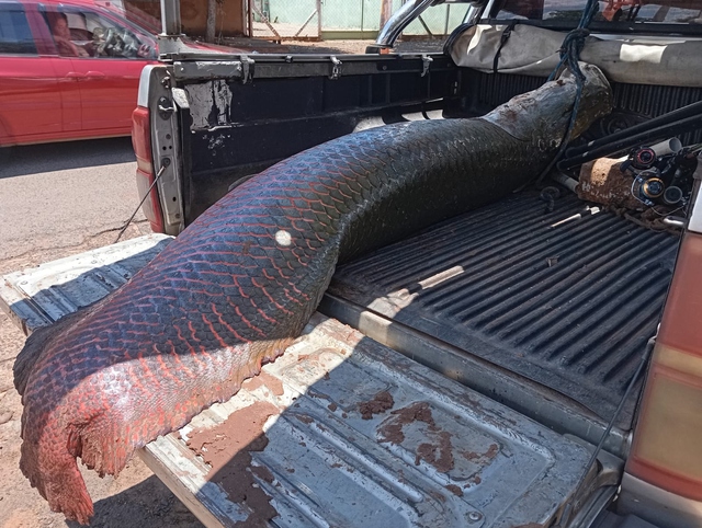 Ngư dân câu được con cá khổng lồ nặng hơn 100kg trên sông - Ảnh 1.