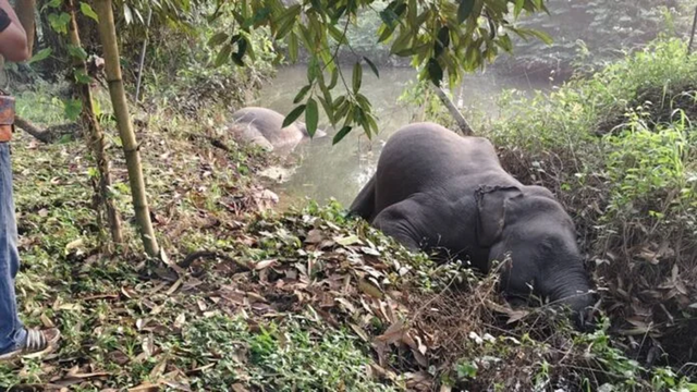 Đang đi dạo, người dân bàng hoàng phát hiện 3 con vật "khổng lồ" chết trong vườn - Ảnh 1.