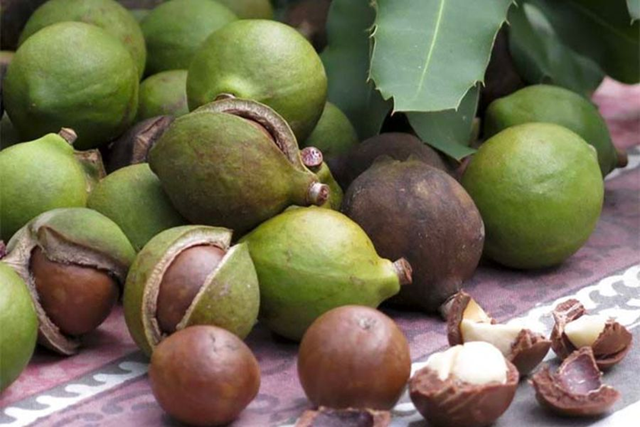 Loại hạt đắt đỏ bậc nhất thế giới, ở Việt Nam trồng bạt ngàn - Ảnh 2.