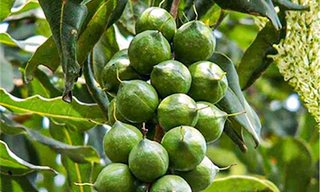 Loại hạt đắt đỏ bậc nhất thế giới, ở Việt Nam trồng bạt ngàn - Ảnh 1.