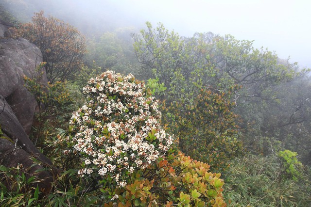 Mãn nhãn với biển mây, rừng rêu ma mị trên "nóc nhà" Quảng Trị - Ảnh 7.