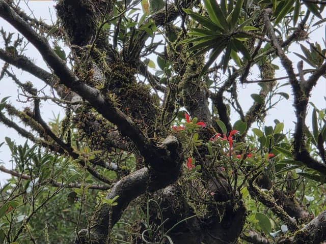 Mãn nhãn với biển mây, rừng rêu ma mị trên "nóc nhà" Quảng Trị - Ảnh 8.