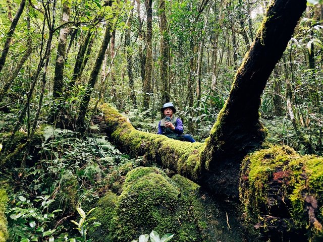 Mãn nhãn với biển mây, rừng rêu ma mị trên "nóc nhà" Quảng Trị - Ảnh 6.