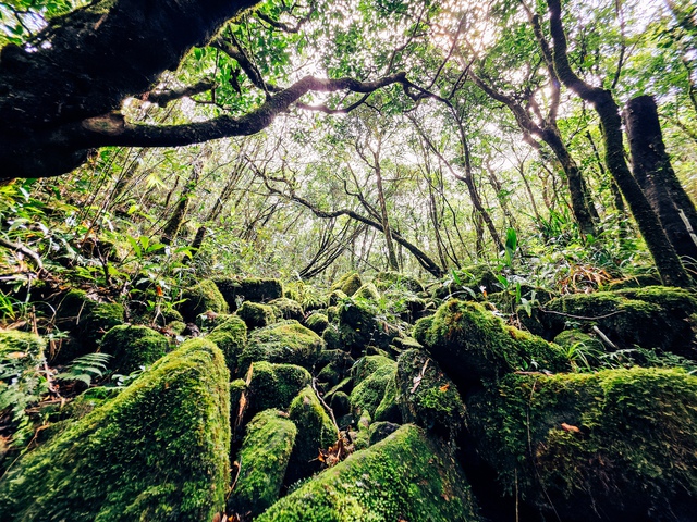 Mãn nhãn với biển mây, rừng rêu ma mị trên "nóc nhà" Quảng Trị - Ảnh 4.