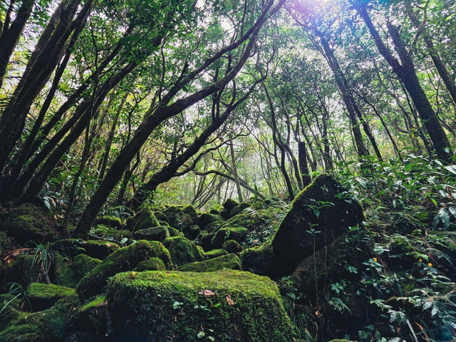 Mãn nhãn với biển mây, rừng rêu ma mị trên "nóc nhà" Quảng Trị - Ảnh 5.