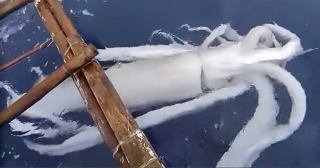 Ngư dân câu được con mực khổng lồ nặng 50kg trên biển - Ảnh 1.