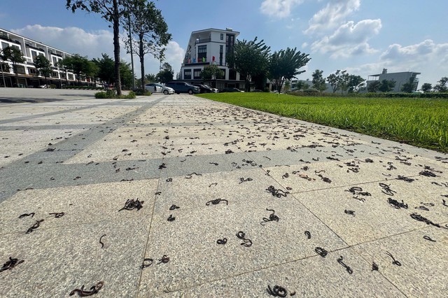 Cảnh tượng kinh hãi khi hàng nghìn con giun đất bò lên vỉa hè chết khô - Ảnh 2.