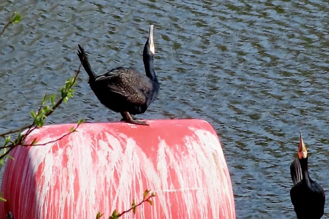 Phát hiện con chim có vẻ ngoài "gần như thời tiền sử" trên sông - Ảnh 1. Phát hiện con chim có vẻ ngoài "gần như thời tiền sử" trên sông - Ảnh 1.