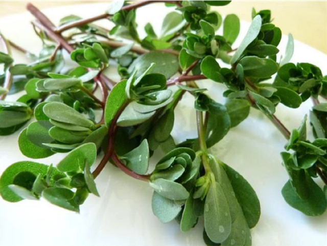 2 loại rau ít "ngậm" thuốc trừ sâu nhất chợ, nhiều người không biết mà mua- Ảnh 2. 2 loại rau ít "ngậm" thuốc trừ sâu nhất chợ, nhiều người không biết mà mua- Ảnh 2.