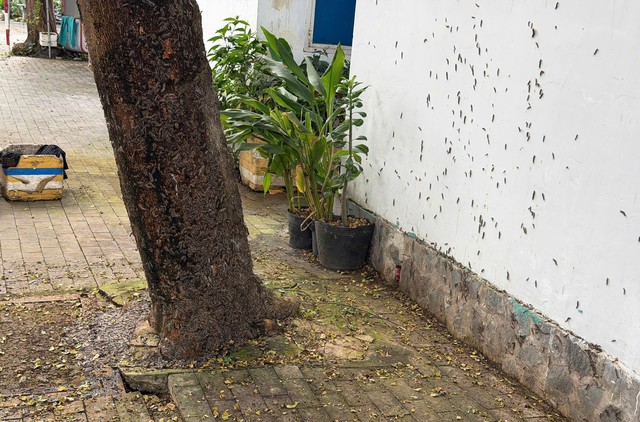 Hãi hùng cảnh tượng hàng nghìn con sâu róm bò vào nhà dân- Ảnh 1. Hãi hùng cảnh tượng hàng nghìn con sâu róm bò vào nhà dân- Ảnh 1.