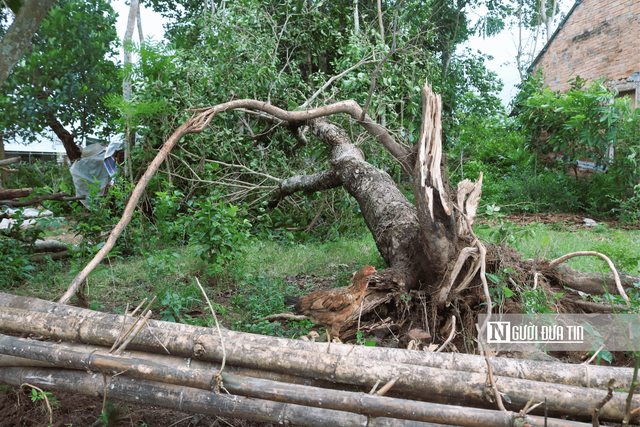 Đà Nẵng: Khẩn trương khắc phục hậu quả lốc xoáy - Ảnh 9.