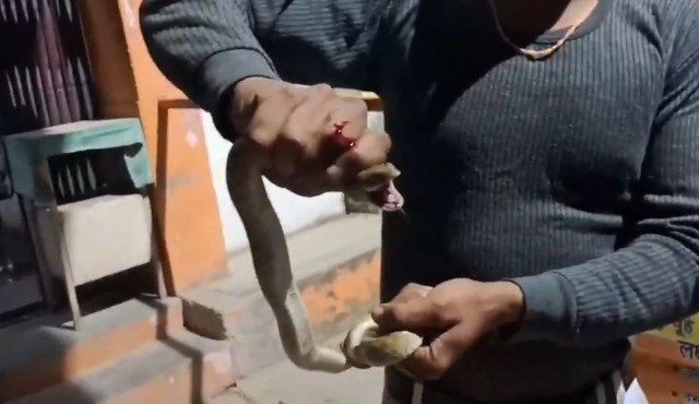 Bị rắn cắn vào tay, người đàn ông có hành động khiến bác sĩ sốc nặng - Ảnh 1.