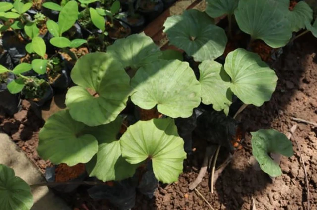 Loài cây quý hiếm bậc nhất thế giới, chỉ có duy nhất 1 lá trong đời, ở Việt Nam cũng có - Ảnh 3.