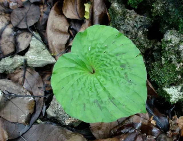Loài cây quý hiếm bậc nhất thế giới, chỉ có duy nhất 1 lá trong đời, ở Việt Nam cũng có - Ảnh 1.
