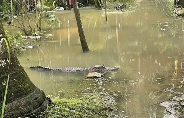 Cá sấu xuất hiện ở khu dân cư, chủ nuôi phải chịu trách nhiệm pháp lý- Ảnh 4.