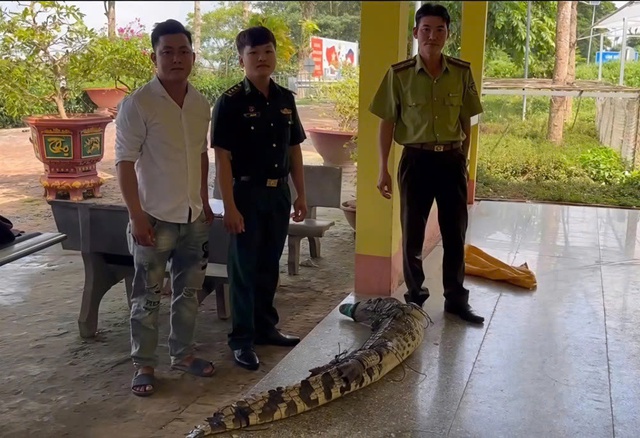 Cá sấu xuất hiện ở khu dân cư, chủ nuôi phải chịu trách nhiệm pháp lý- Ảnh 1.