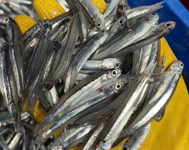 3 loại cá "tốt hơn cả cá hồi", ở chợ Việt vừa nhiều vừa rẻ nhất cái số 1 - Ảnh 2.