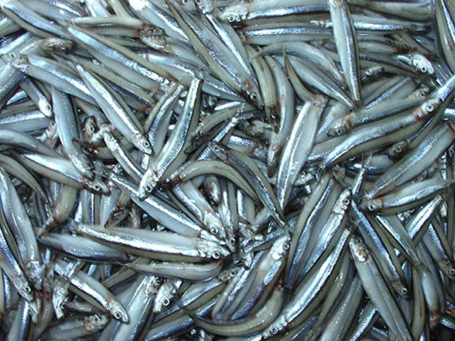 3 loại cá "tốt hơn cả cá hồi", ở chợ Việt vừa nhiều vừa rẻ nhất cái số 1 - Ảnh 1.