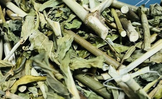 Loại cây dại trước làm hàng rào, nay thành đặc sản nức tiếng vừa ngon vừa tốt cho sức khỏe - Ảnh 4.