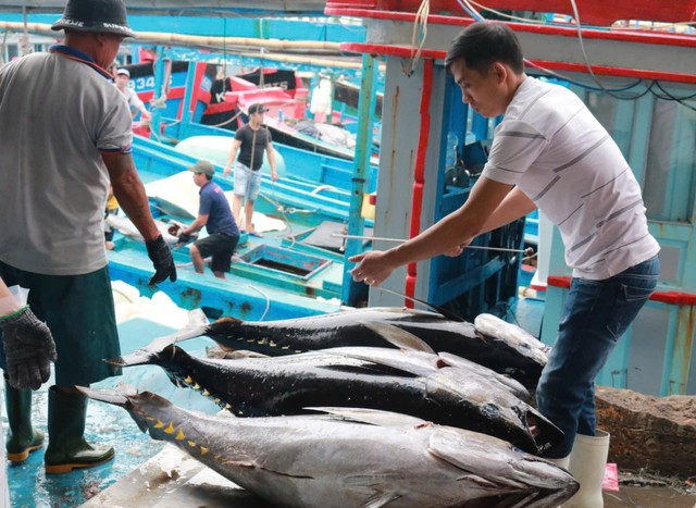 Ai Cập trở thành thị trường mới nổi của cá ngừ Việt Nam- Ảnh 1.