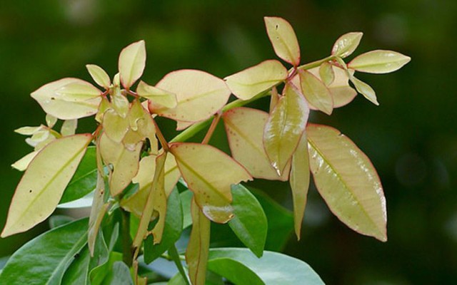 Loại lá có tên rất lạ xưa rụng đầy không ai ăn, nay thành đặc sản bởi hương vị độc lạ - Ảnh 2.