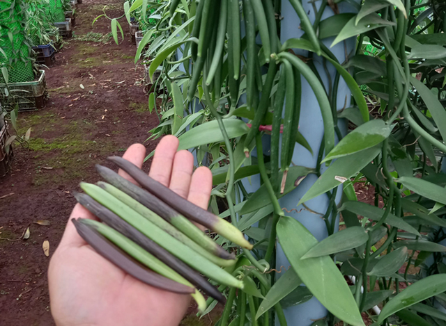 Loại cây tưởng bỏ đi không ngờ hái quả bán 15 triệu/kg, ở Việt Nam cũng có người trồng - Ảnh 2.