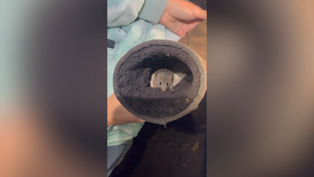 Xỏ chân vào giày, người phụ nữ kinh hãi phát hiện thứ đáng sợ bên trong - Ảnh 1.