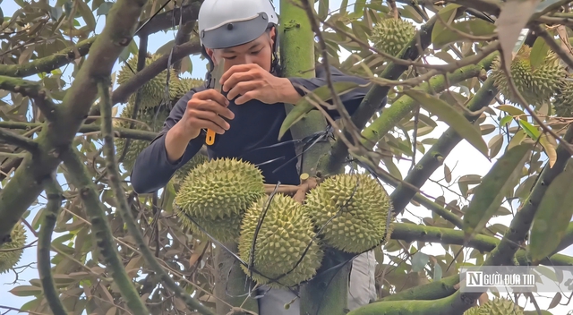 Sầu riêng tăng giá, nông dân Đồng Tháp phấn khởi vào vụ nghịch- Ảnh 2.