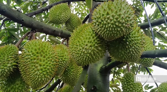 Sầu riêng tăng giá, nông dân Đồng Tháp phấn khởi vào vụ nghịch- Ảnh 4.