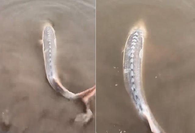 Câu được con cá màu trắng, người đàn ông sợ hãi thả lại sông - Ảnh 1.