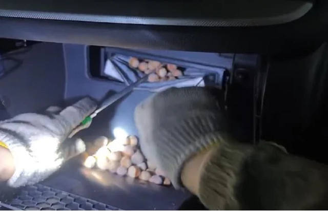 Nghe tiếng động lạ, người đàn ông cúi xuống gầm xe thấy cảnh tượng "nổi da gà"- Ảnh 1.