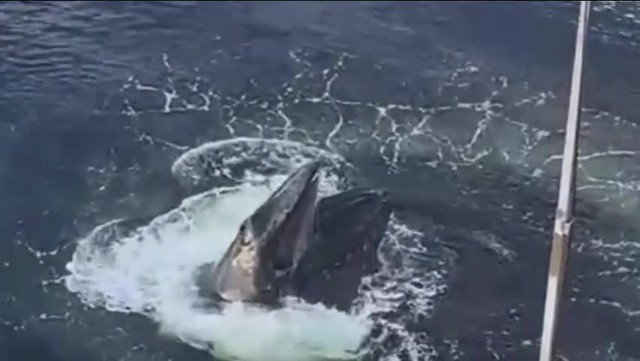 Nhìn xuống nước du khách bất ngờ bắt gặp cảnh tượng kinh ngạc - Ảnh 1.