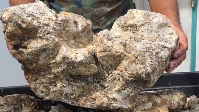 Đánh cá trên biển, người đàn ông vớt được thứ trị giá 98 tỷ đồng - Ảnh 1.