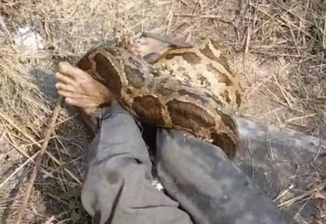 Người đàn ông la hét kêu cứu khi bị con trăn dài 4,3 mét siết chặt - Ảnh 1.