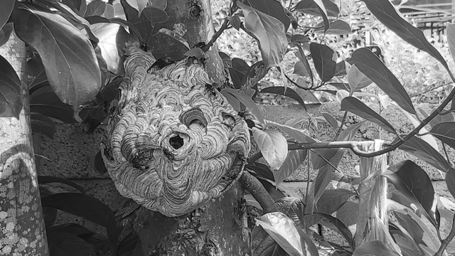 Cụ ông 74 tuổi hét thất thanh, chạy ra xem thấy cảnh tượng "đáng sợ" - Ảnh 1.