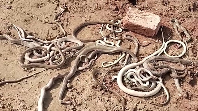 Bắt được 29 con rắn từ ngôi nhà đang xây - Ảnh 1.