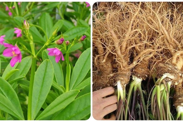 Đừng chỉ ăn củ, lá loài cây này quý như "nhân sâm người nghèo", mọc um tùm như cỏ dại - Ảnh 2.