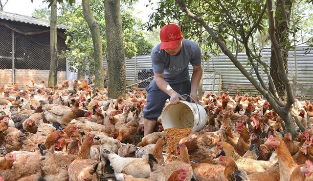 Hà Nội ủy quyền giải quyết 28 thủ tục hành chính trong lĩnh vực nông nghiệp - Ảnh 1.