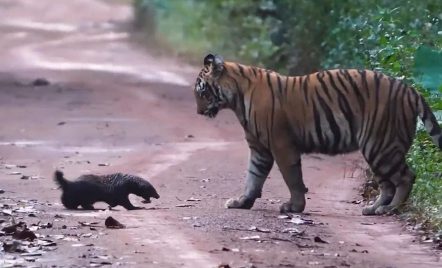 Lửng mật đối đầu hổ dữ ở giữa đường và cái kết bất ngờ - Ảnh 1.