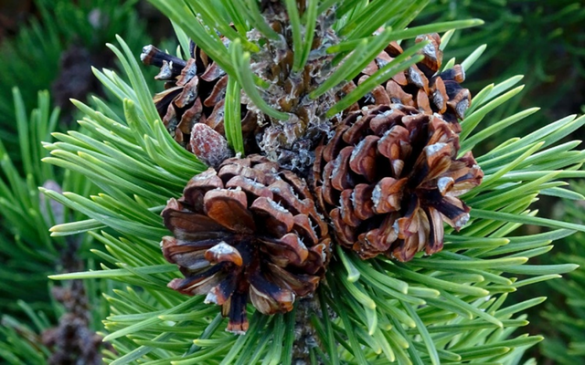 Loại hạt đắt đỏ bậc nhất thế giới, ở Việt Nam xưa rụng đầy gốc ít ai nhặt - Ảnh 1.