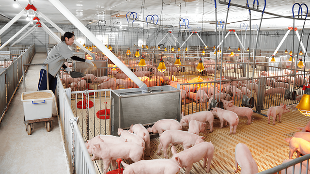 Dabaco bị xử phạt 385 triệu đồng do vi phạm chứng khoán- Ảnh 1. Dabaco bị xử phạt 385 triệu đồng do vi phạm chứng khoán- Ảnh 1.