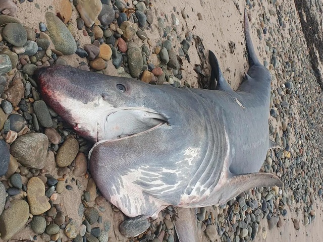 Cá mập khổng lồ liên tiếp dạt vào bờ, gây xôn xao - Ảnh 1. Cá mập khổng lồ liên tiếp dạt vào bờ, gây xôn xao - Ảnh 1.