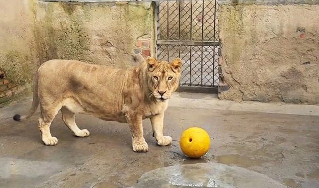 Sư tử với chân ngắn hiếm thấy gây sốt mạng xã hội - Ảnh 1. Sư tử với chân ngắn hiếm thấy gây sốt mạng xã hội - Ảnh 1.