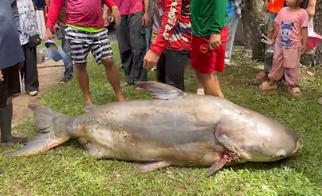 Ngư dân bắt được con cá tra dầu khổng lồ nặng 200kg trên sông - Ảnh 1.