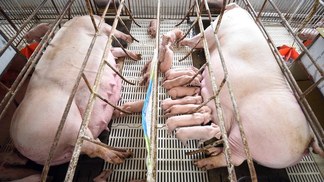 Giá thịt heo giảm, doanh nghiệp chăn nuôi lộ rõ bức tranh tài chính trái chiều - Ảnh 1.