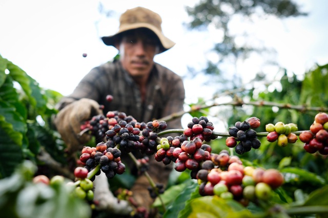 Nông lâm thủy sản tăng trưởng ổn định, xuất khẩu 10 tháng đạt hơn 58 tỷ USD - Ảnh 2.